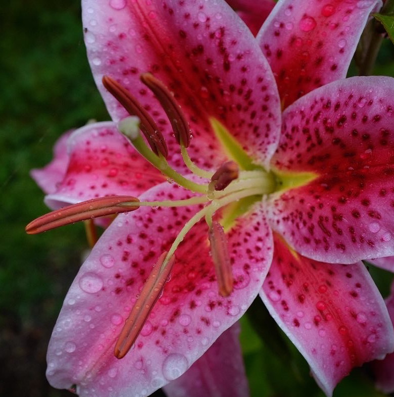 A close-up photo of a bright pink lily.