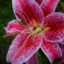 A close-up photo of a bright pink lily.