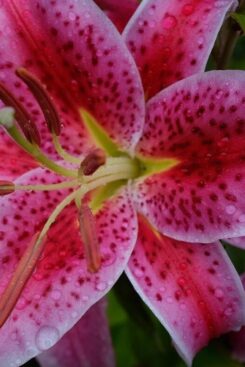 A close-up photo of a bright pink lily.